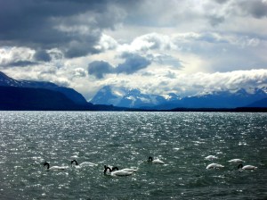 Patagonia  - Swans 1 Restored 1